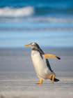Gentoo Penguin on beach. South America, Falkland Islands, Saunders Island. Art Print